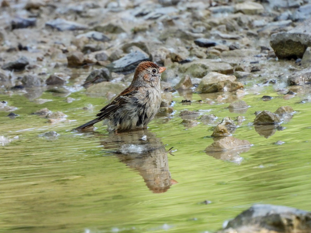 Field Sparrow - Susan Brauning