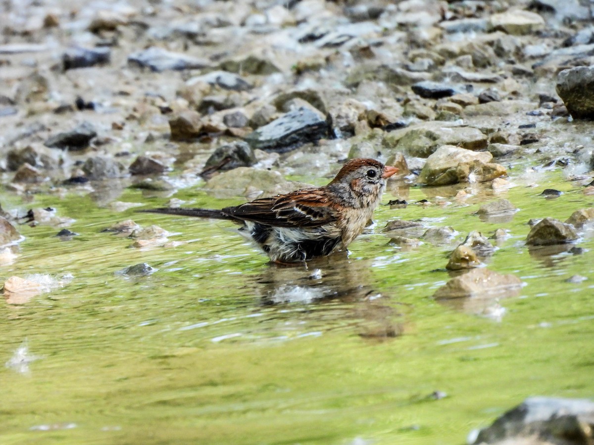 Field Sparrow - Susan Brauning