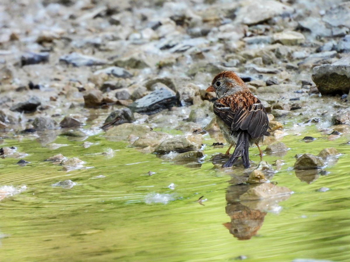 Field Sparrow - Susan Brauning