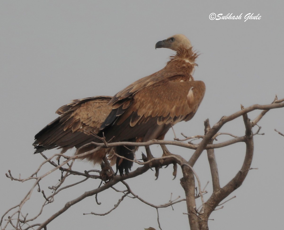 Eurasian Griffon - SUBHASH GHULE