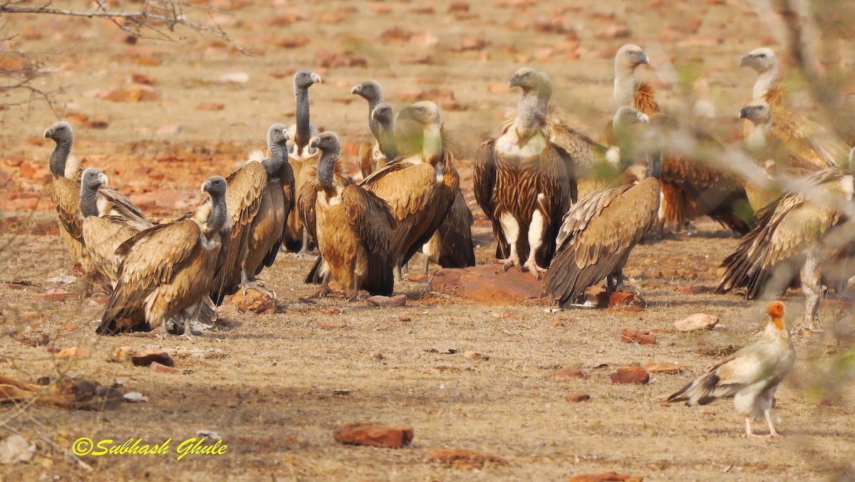 Eurasian Griffon - SUBHASH GHULE