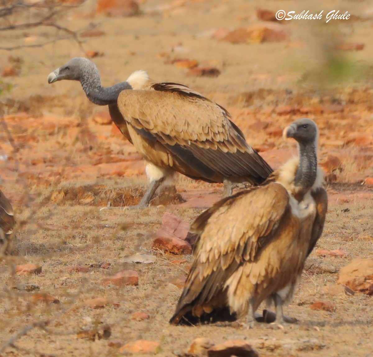 Eurasian Griffon - SUBHASH GHULE