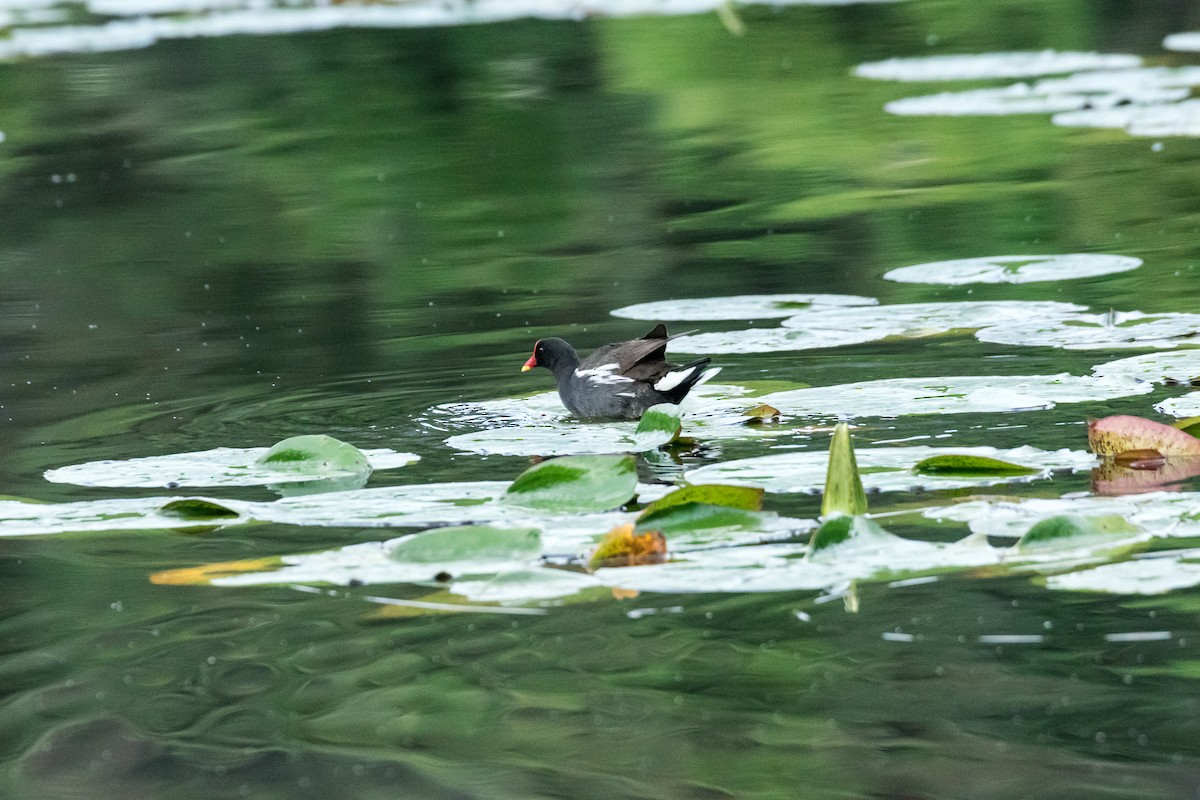 Eurasian Moorhen - Saravana Manian