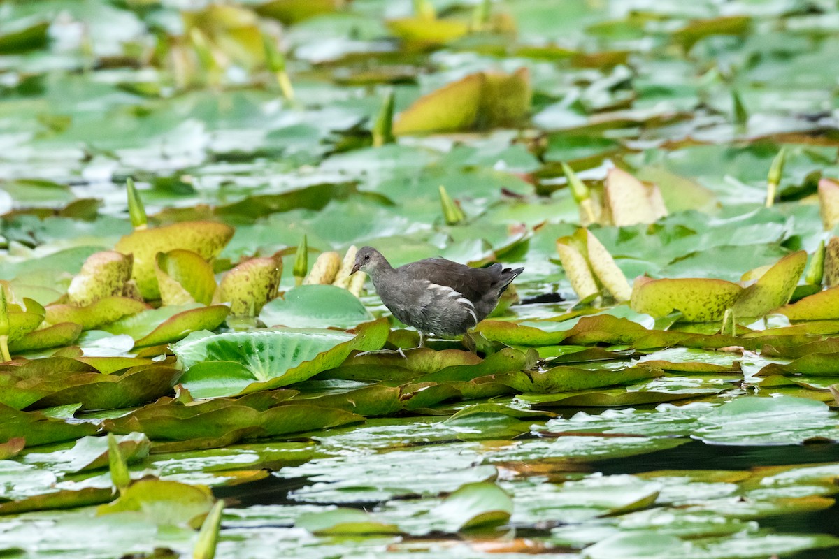 Eurasian Moorhen - Saravana Manian