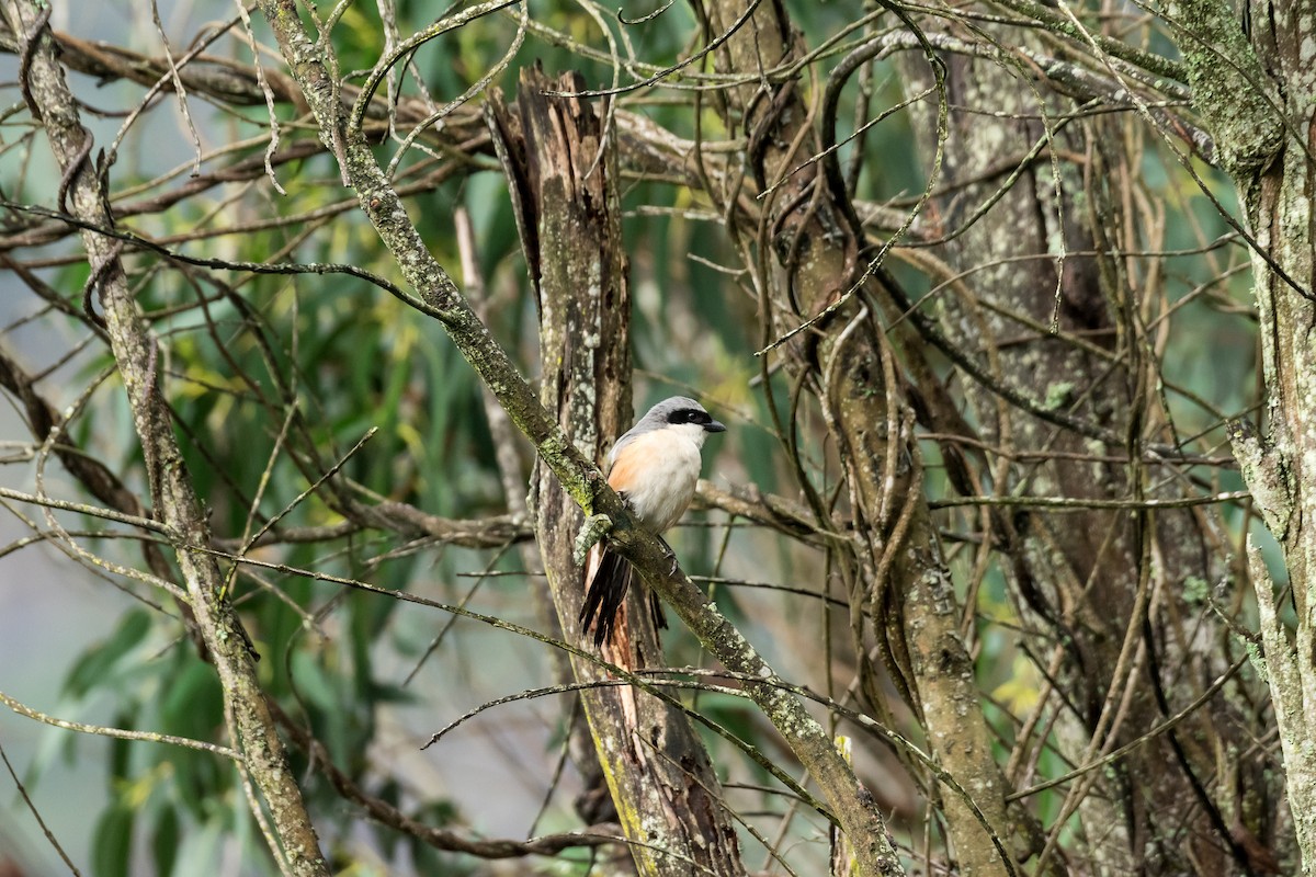 Long-tailed Shrike - Saravana Manian