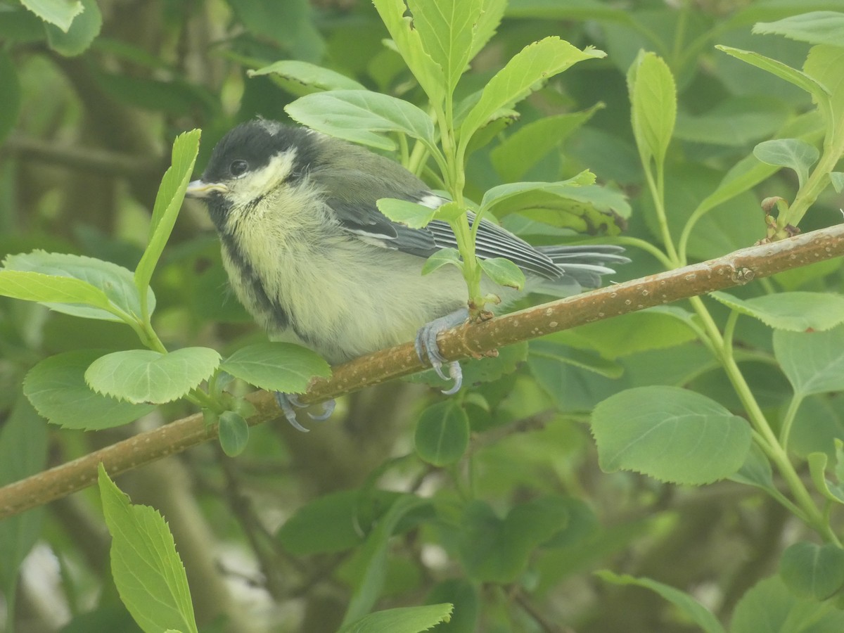 Great Tit - ML619664838