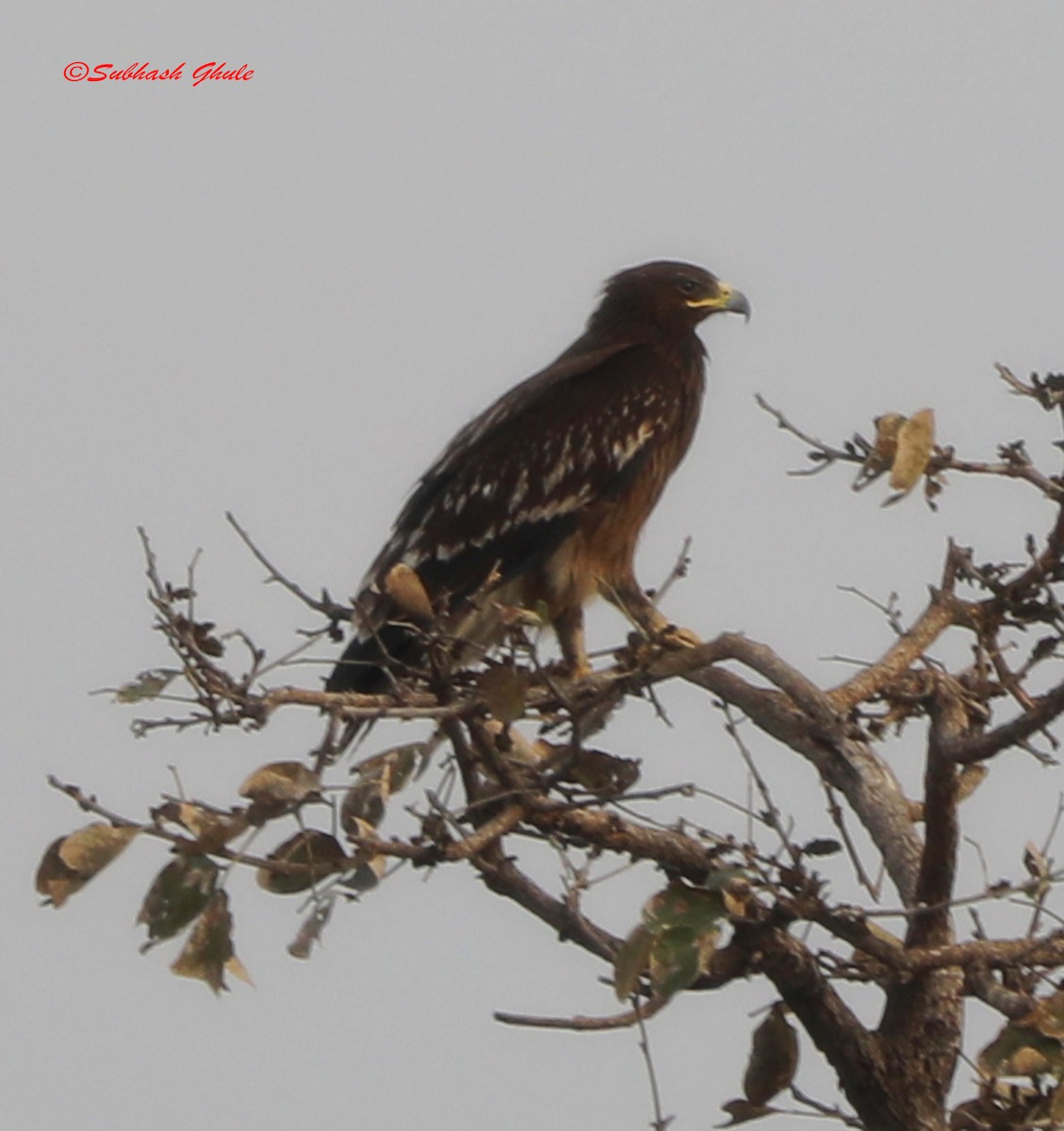 Greater Spotted Eagle - SUBHASH GHULE
