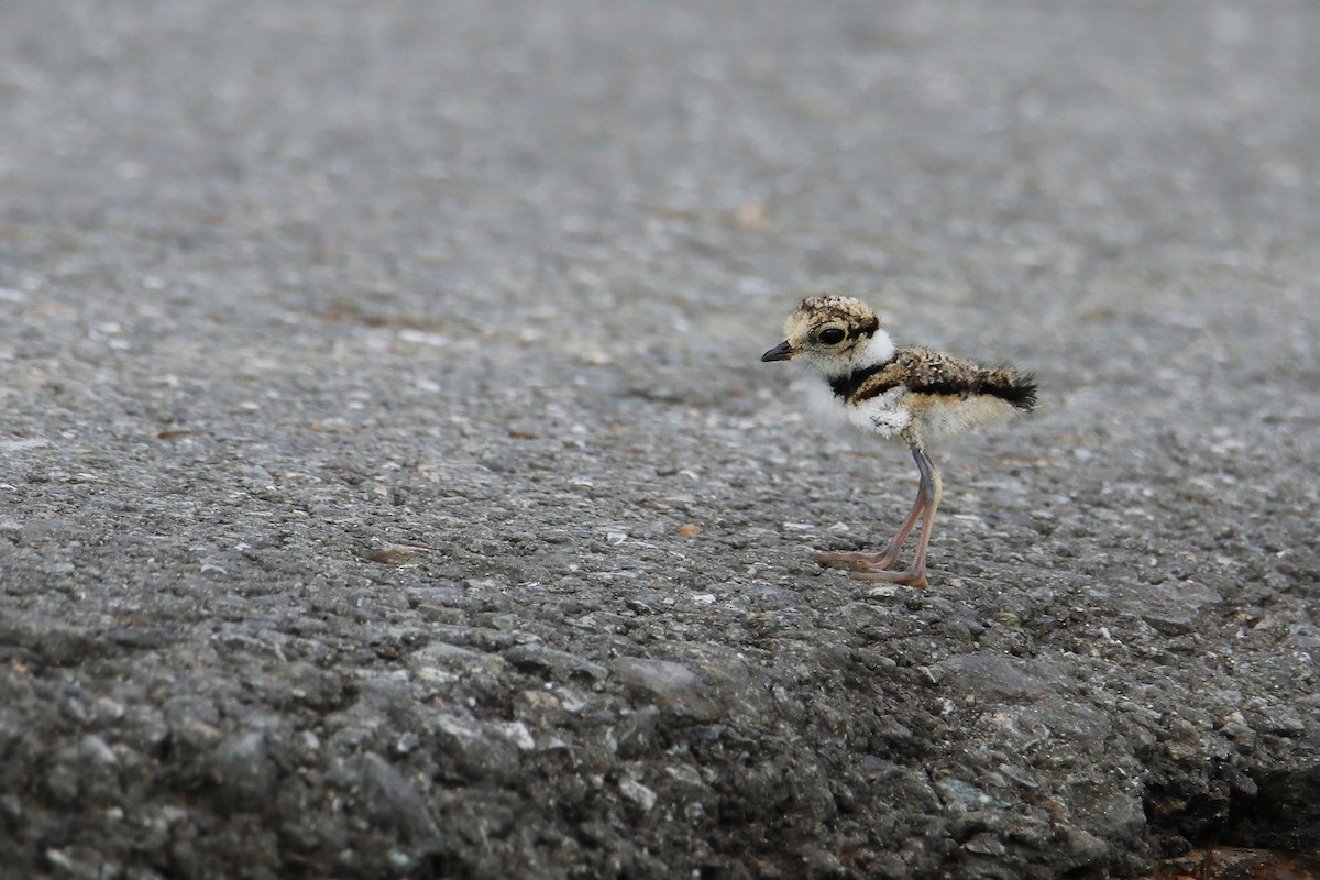 Little Ringed Plover (dubius/jerdoni) - Jens Toettrup