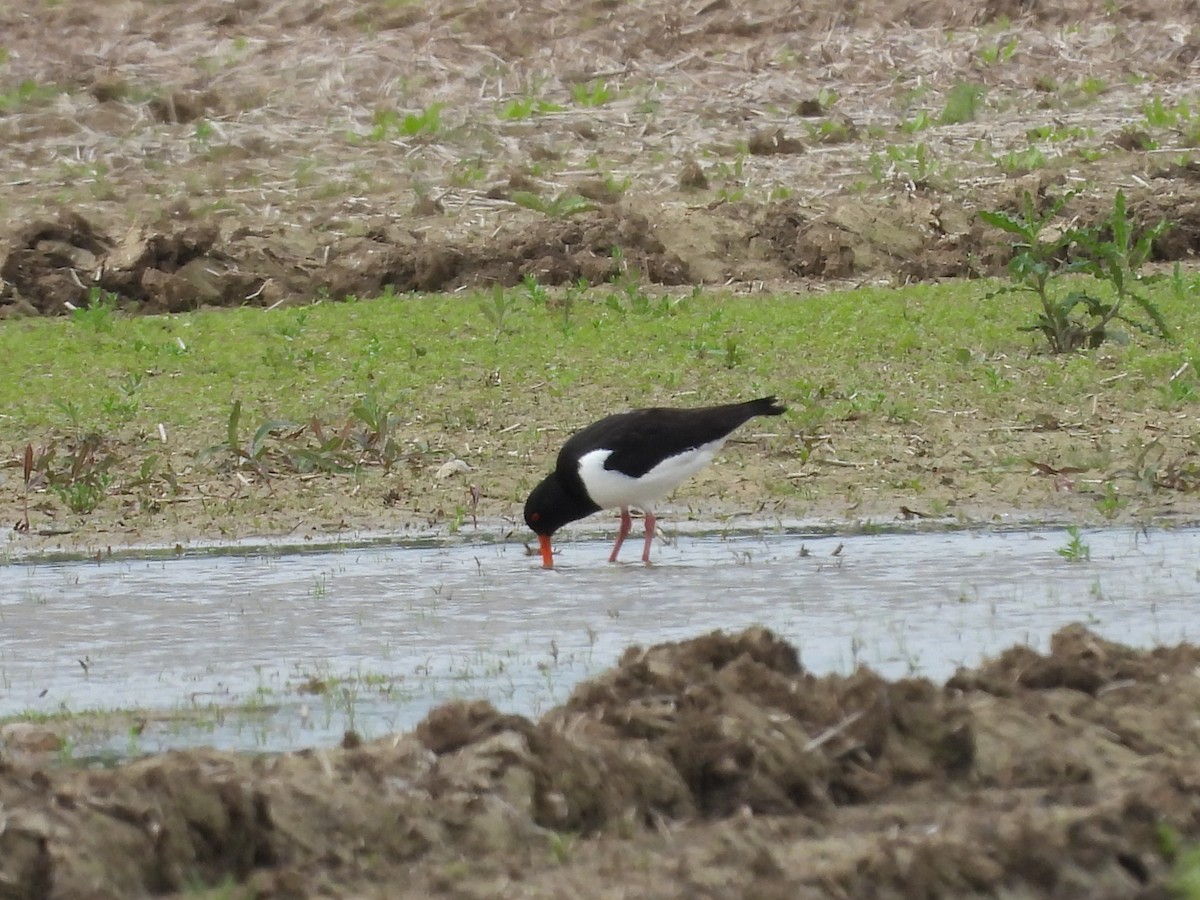 Eurasian Oystercatcher - Jürgen  Lehnert