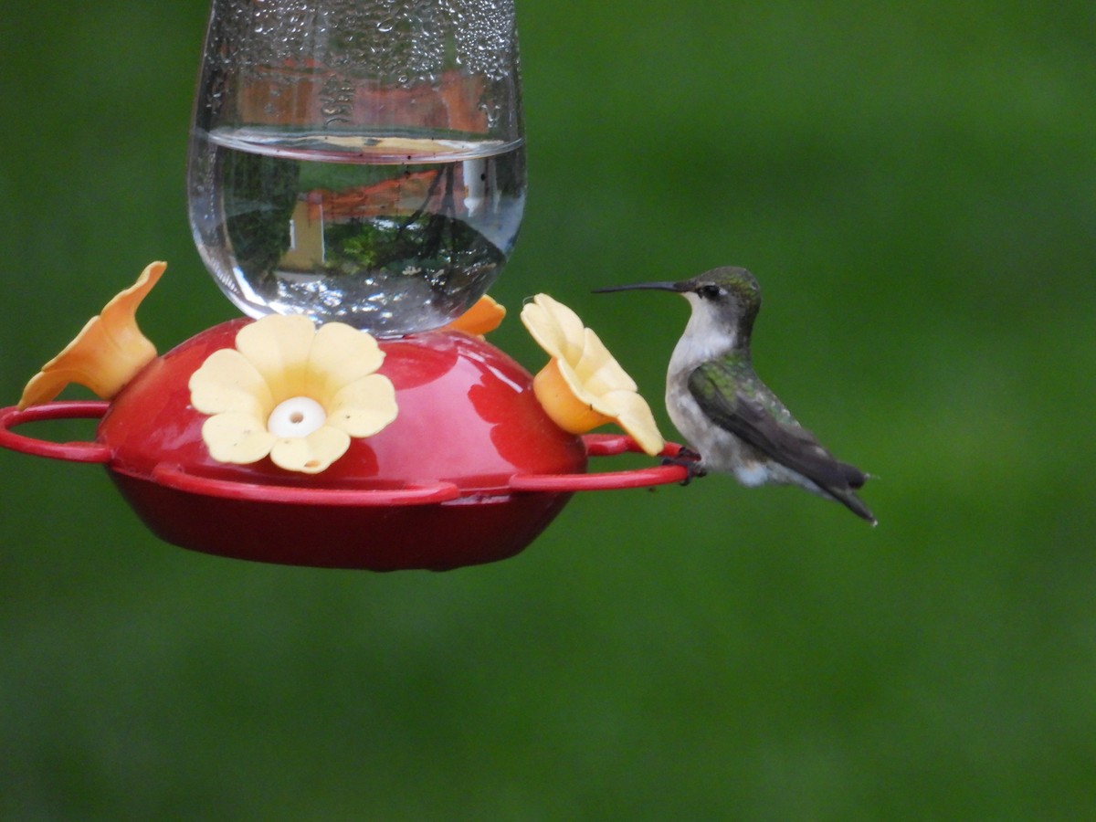 Ruby-throated Hummingbird - Chantal Côté