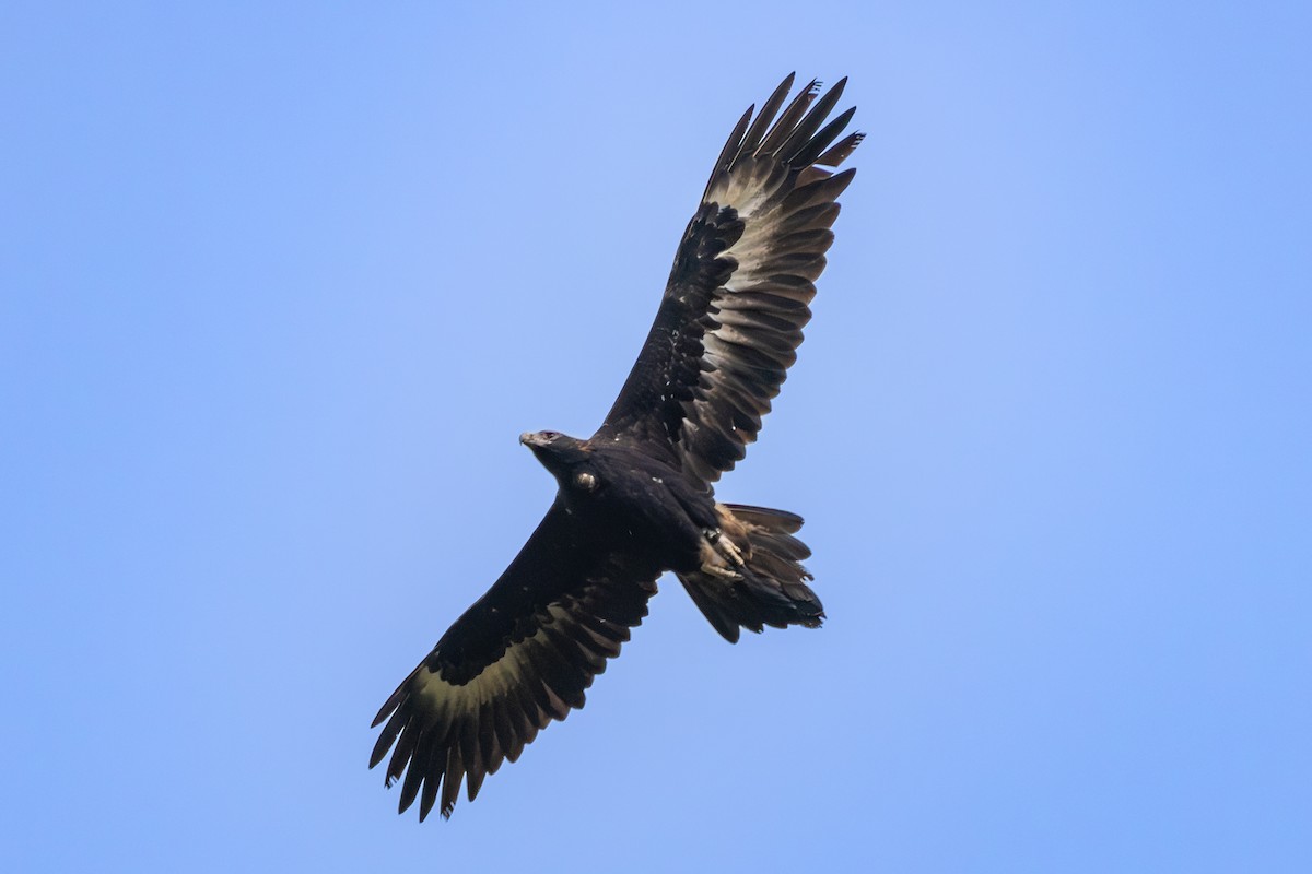 Wedge-tailed Eagle - Mason Bye