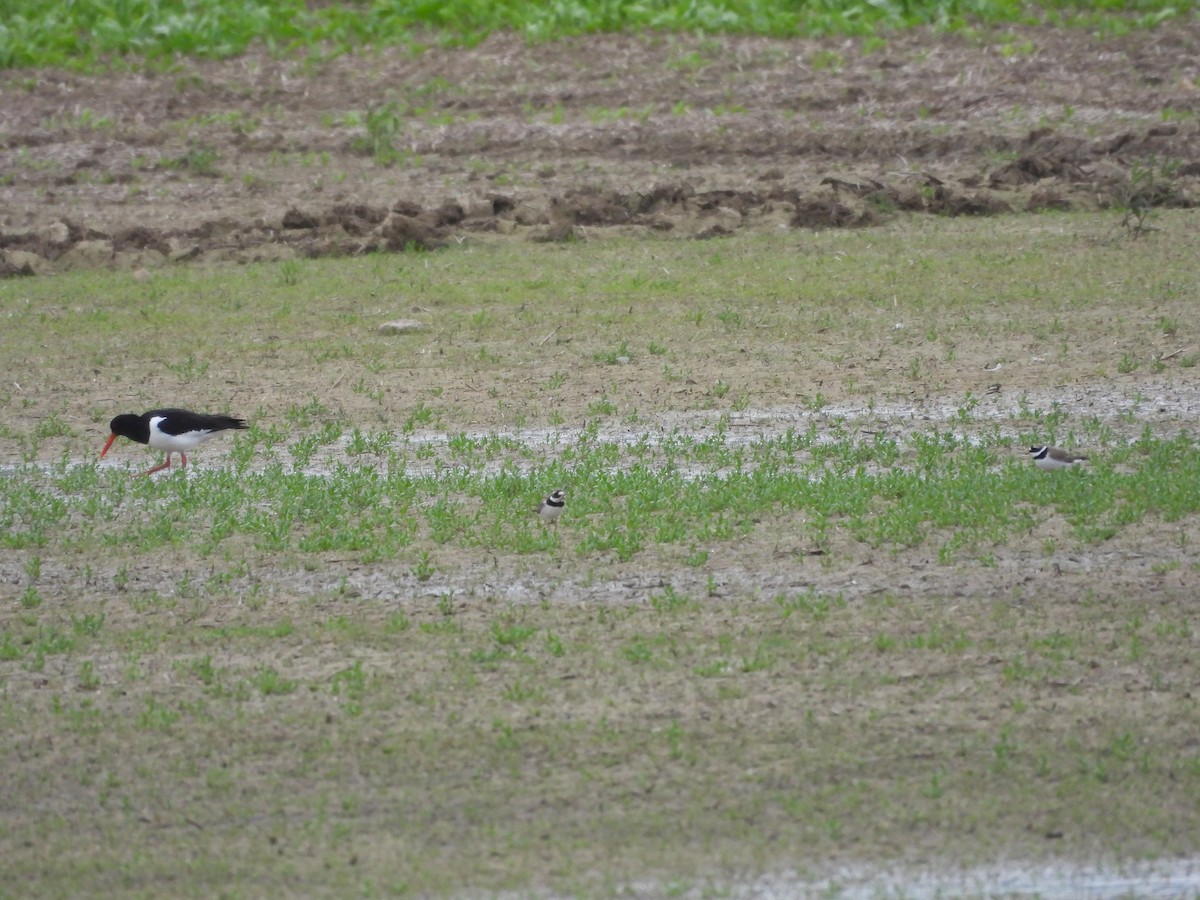 Common Ringed Plover - Jürgen  Lehnert