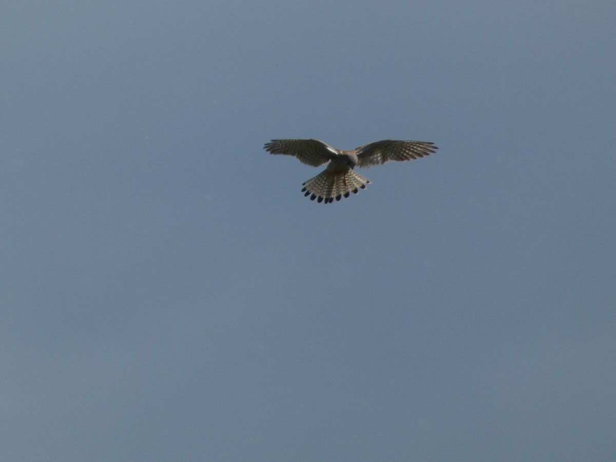 Eurasian Kestrel - ML619664866