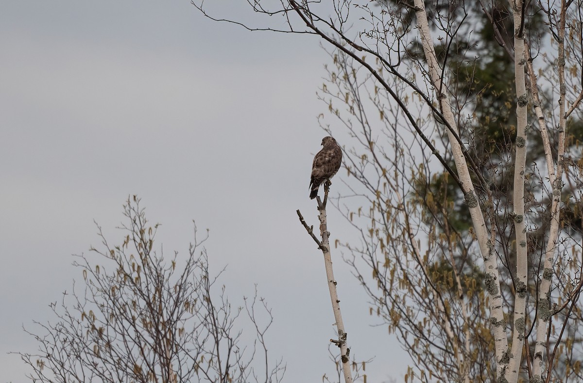 Broad-winged Hawk - Annie Lavoie