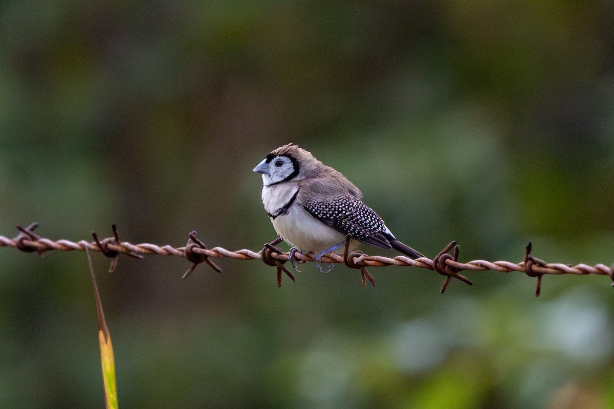 Double-barred Finch - ML619664876