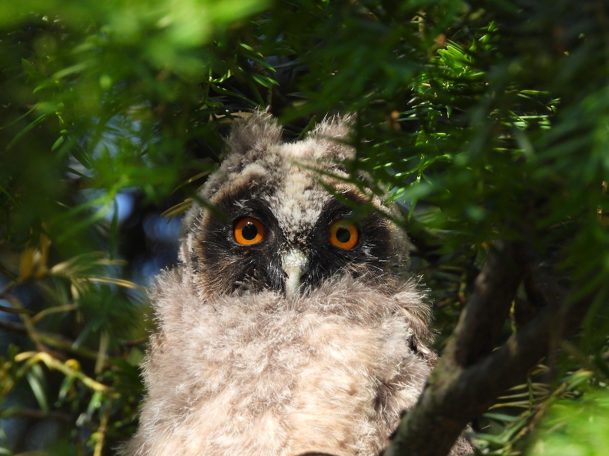 Long-eared Owl - Monika Czupryna