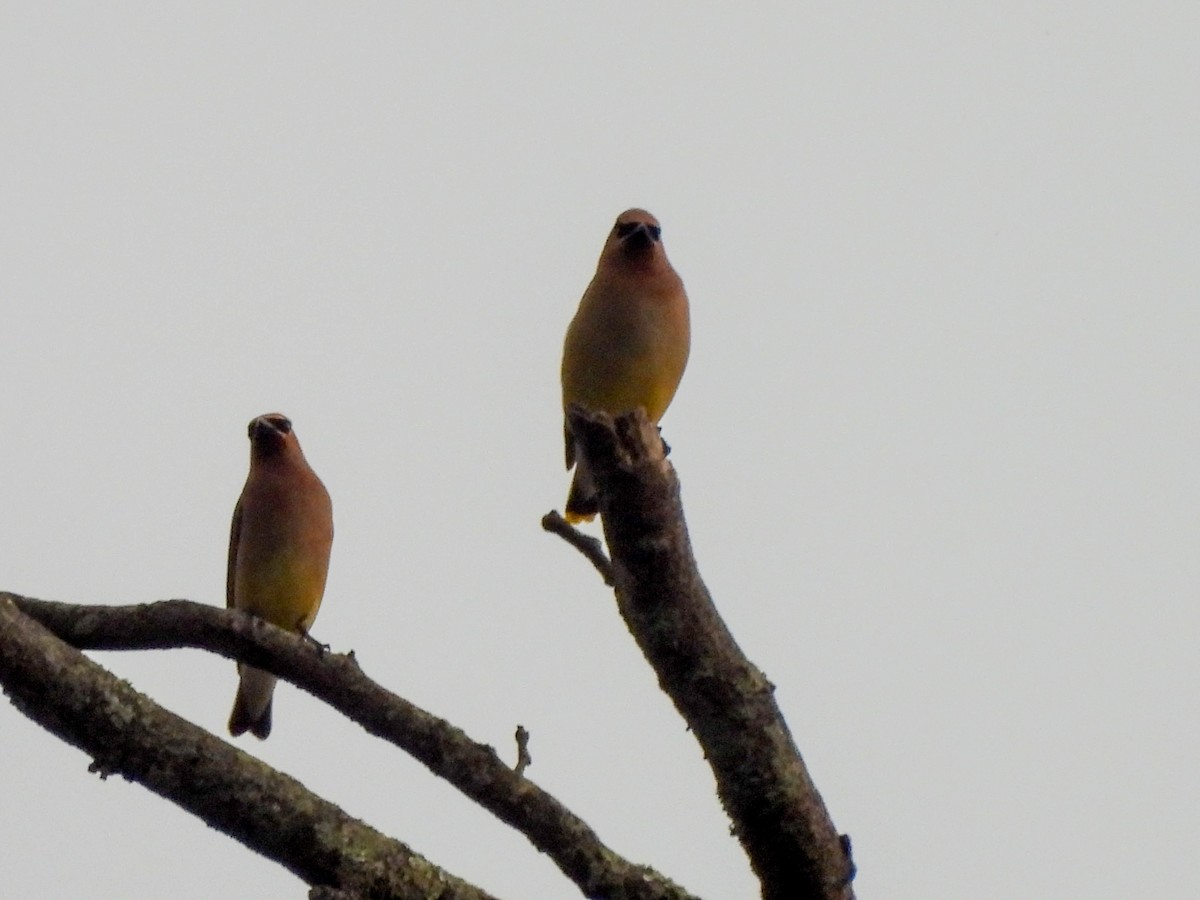 Cedar Waxwing - Susan Brauning