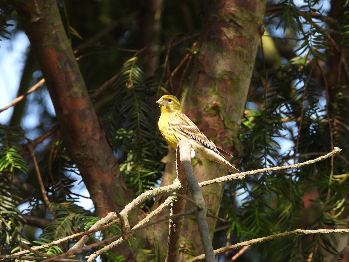 European Serin - Monika Czupryna