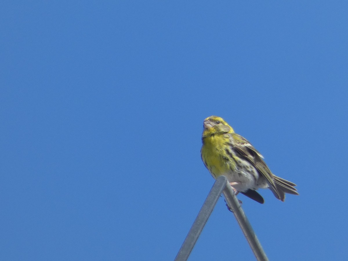 European Serin - ML619664892