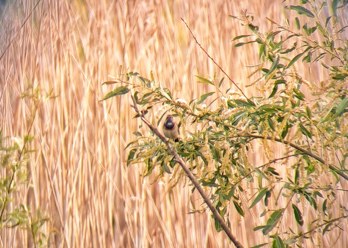 Bluethroat - Thomas Gibson