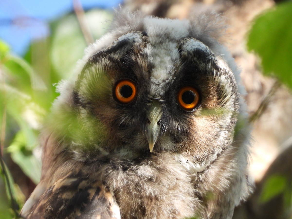 Long-eared Owl - Monika Czupryna