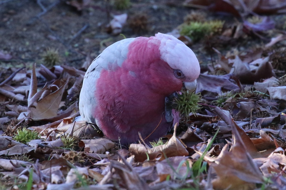 モモイロインコ - ML619664903