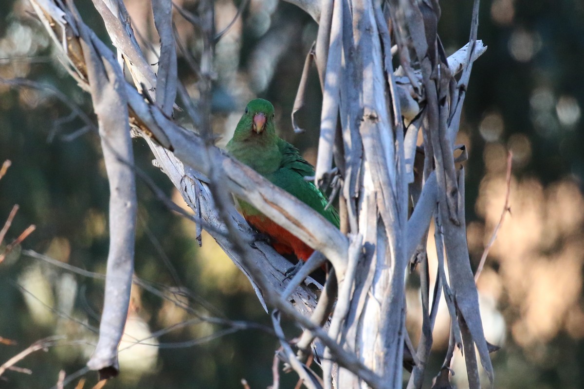 Australian King-Parrot - Deb & Rod R