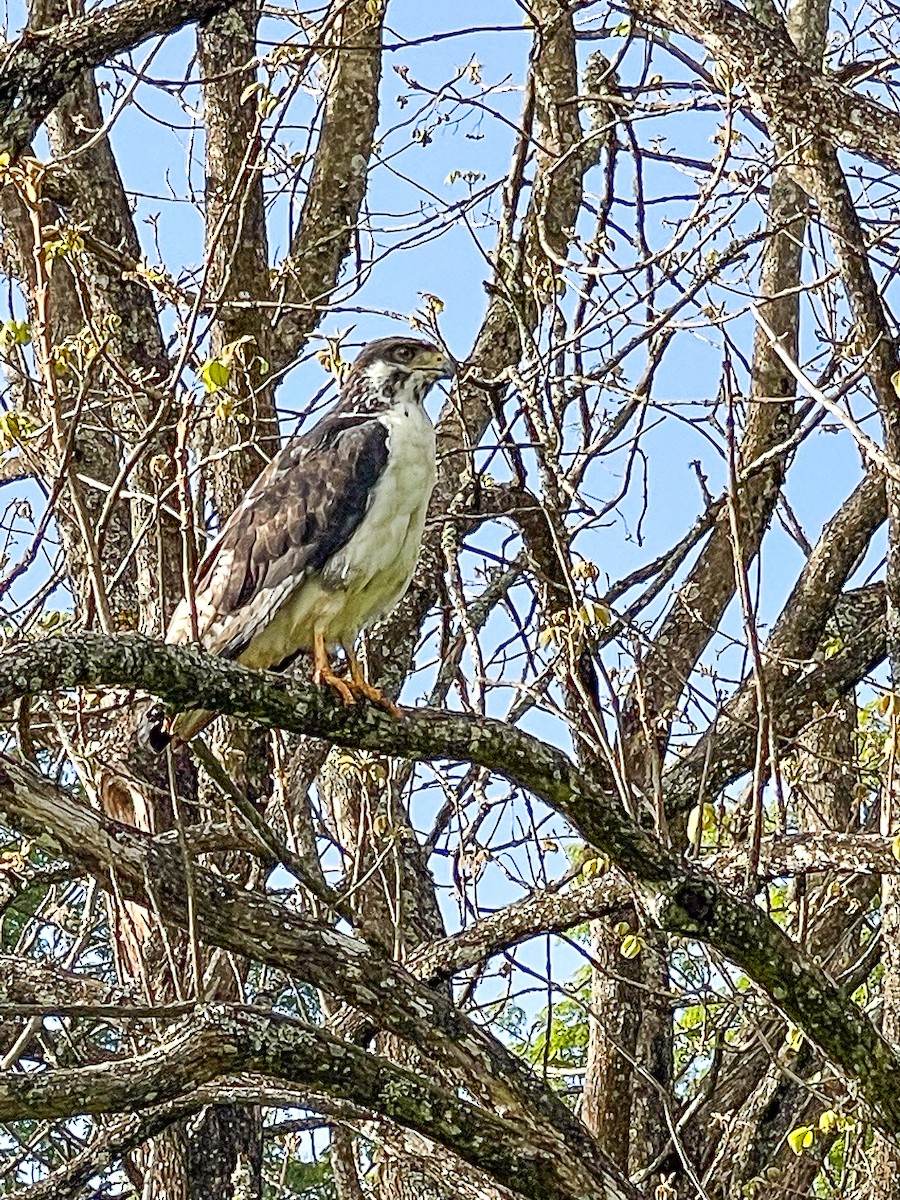 Augur Buzzard - ML619664907