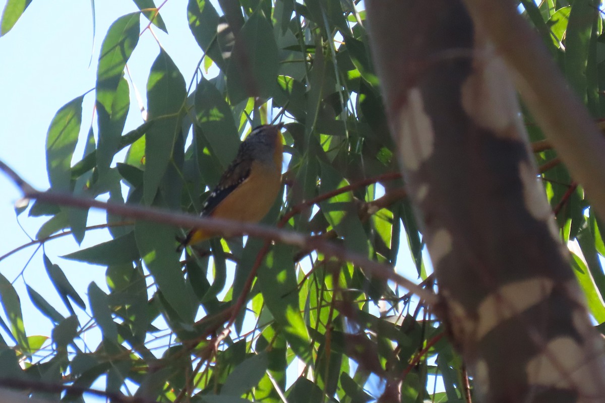 Pardalote pointillé - ML619664913