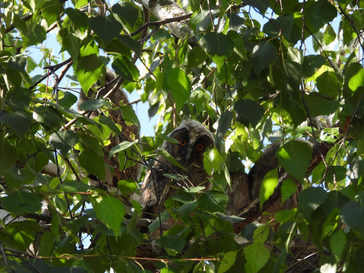 Long-eared Owl - Monika Czupryna