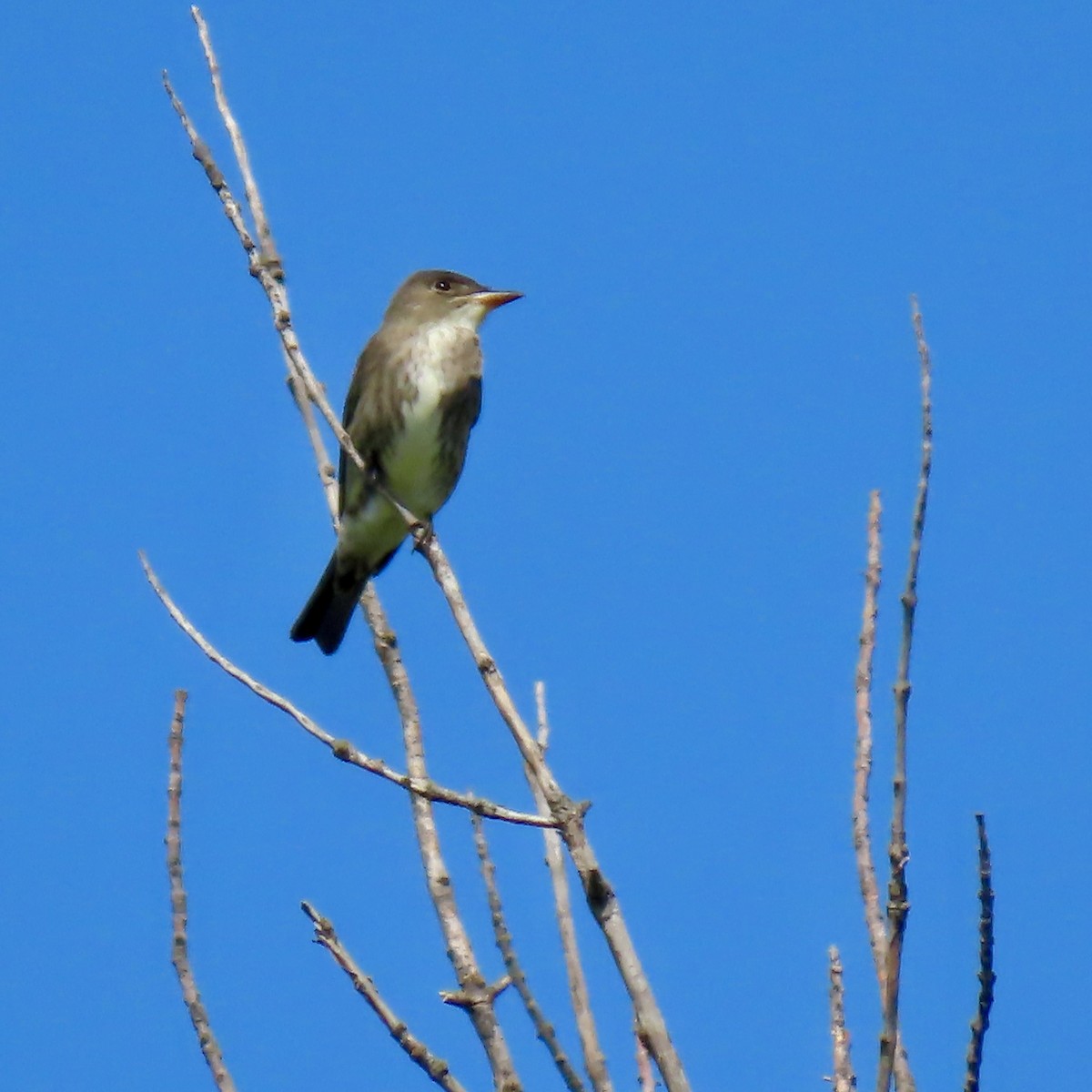 Olive-sided Flycatcher - ML619664917