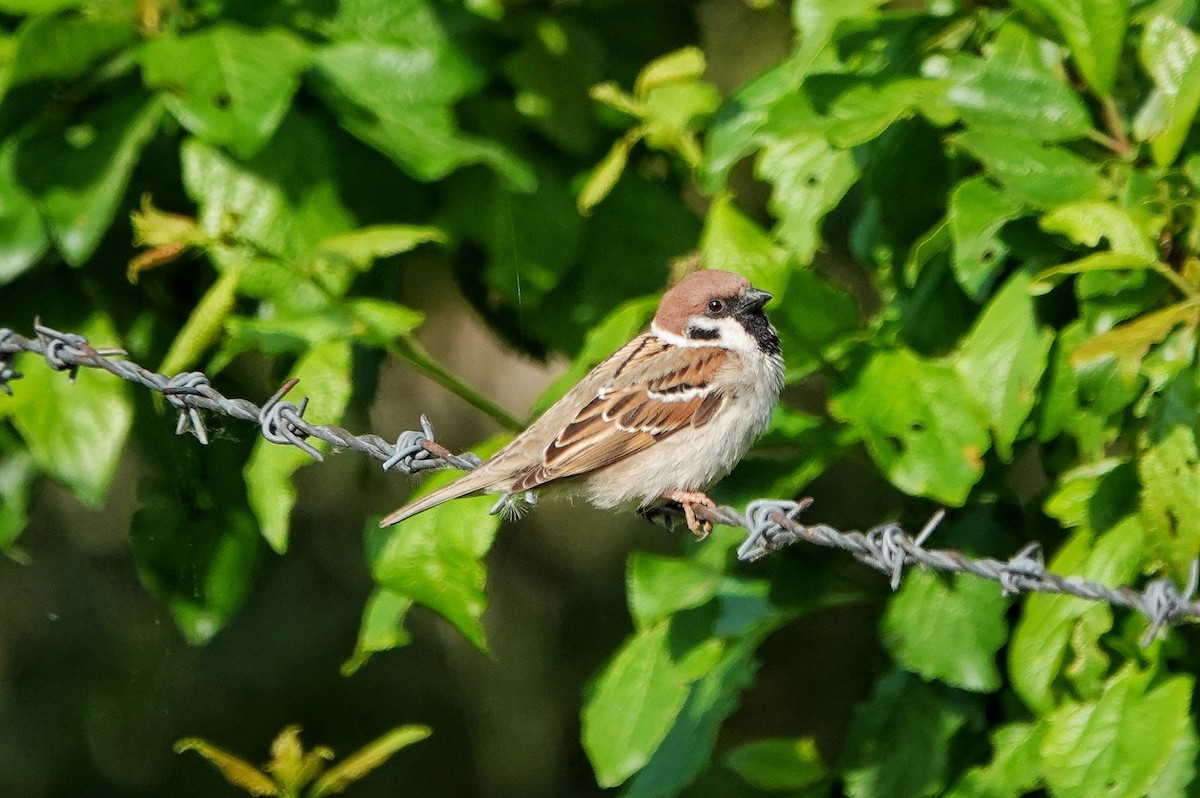 Eurasian Tree Sparrow - Thomas Gibson