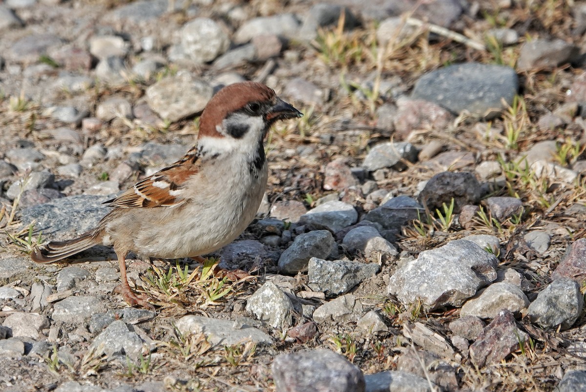 Eurasian Tree Sparrow - Thomas Gibson
