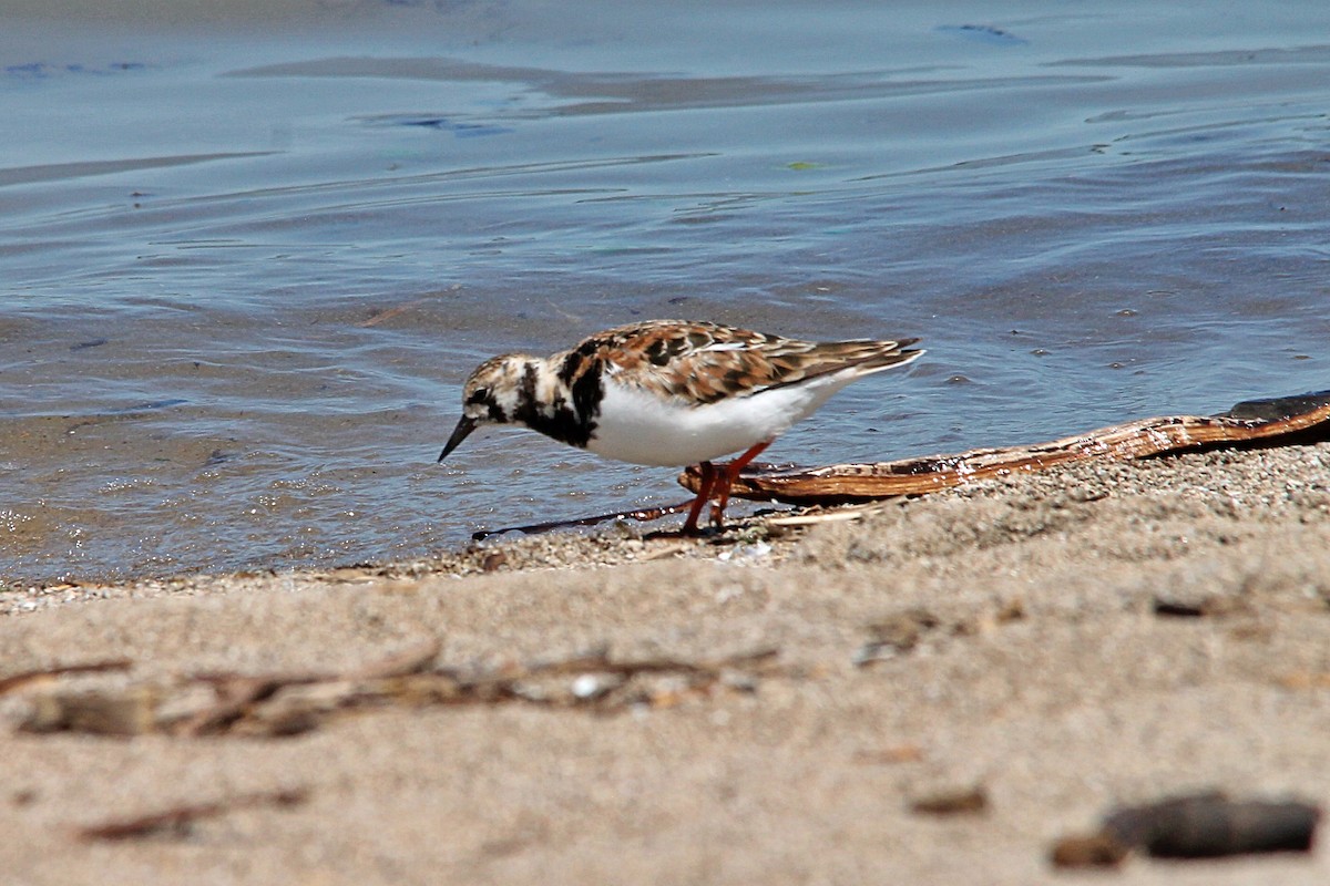 Ruddy Turnstone - Anonymous