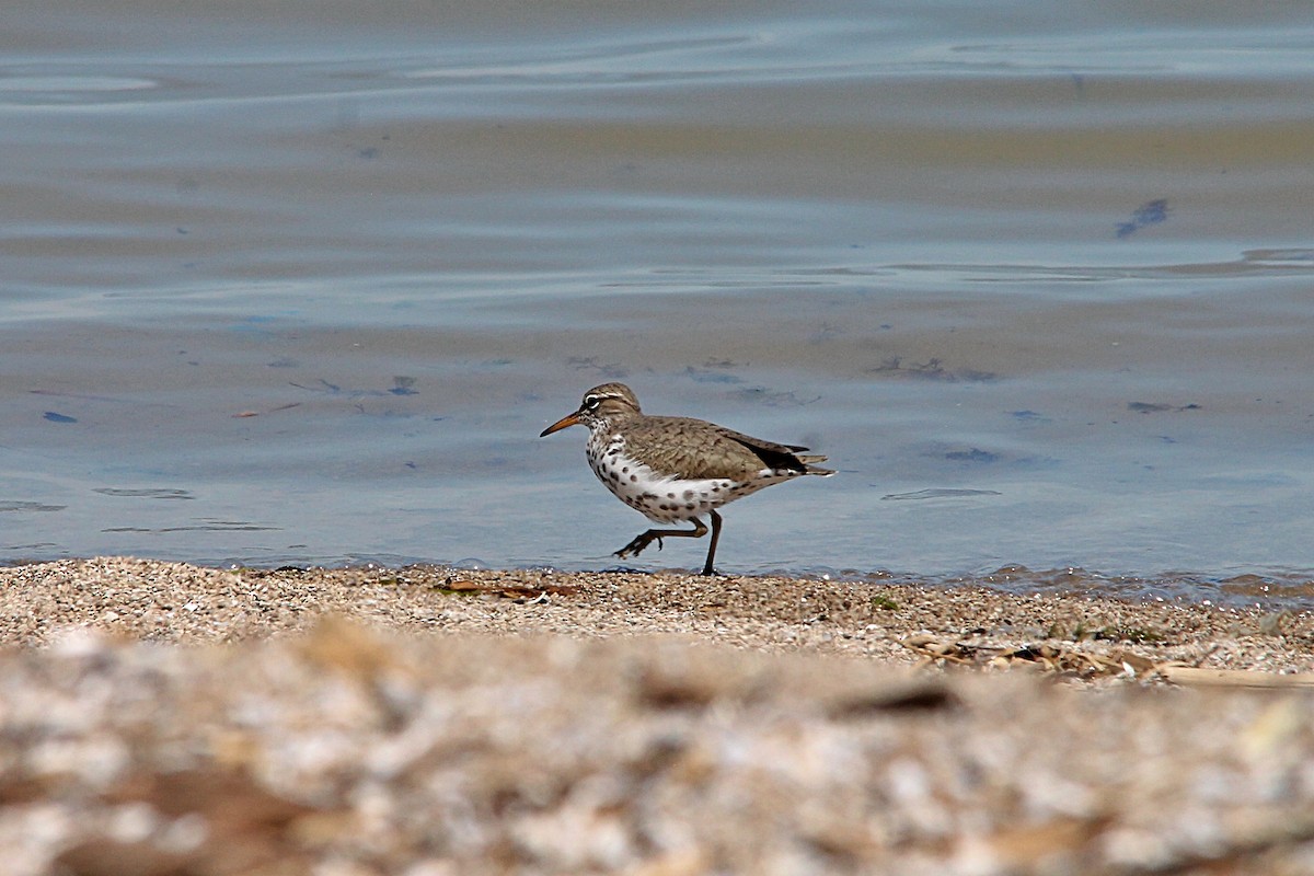 Spotted Sandpiper - Anonymous