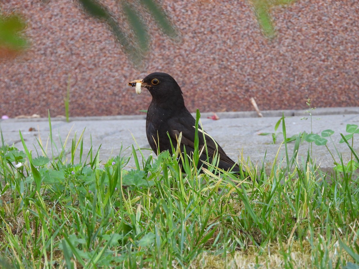 Eurasian Blackbird - Monika Czupryna