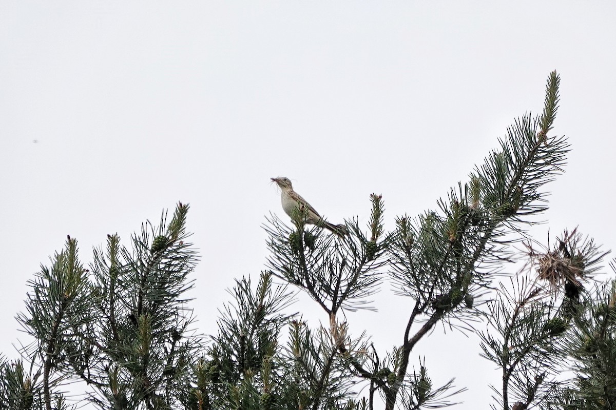 Tawny Pipit - Thomas Gibson