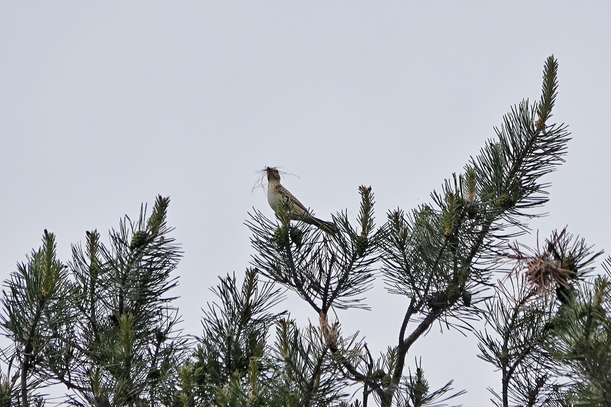 Tawny Pipit - Thomas Gibson