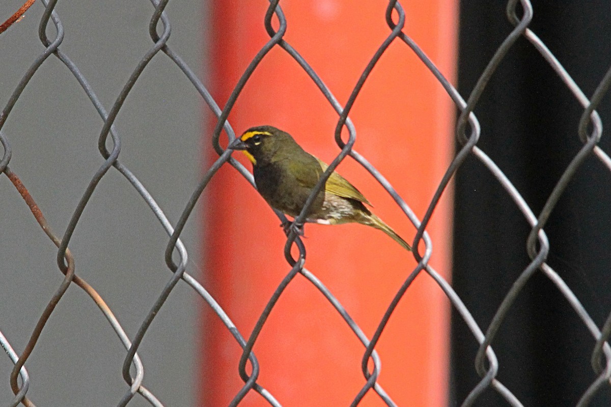 Yellow-faced Grassquit - Anonymous