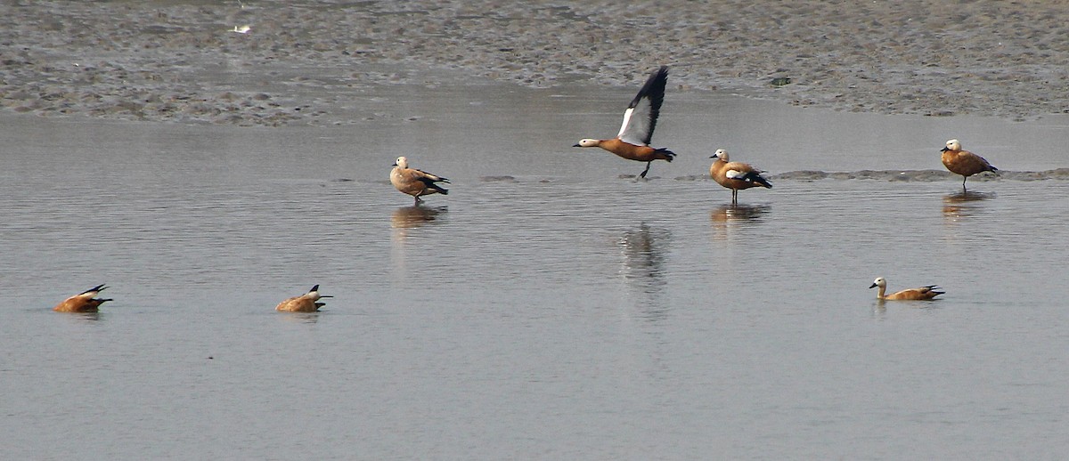 Ruddy Shelduck - subrata sarkar