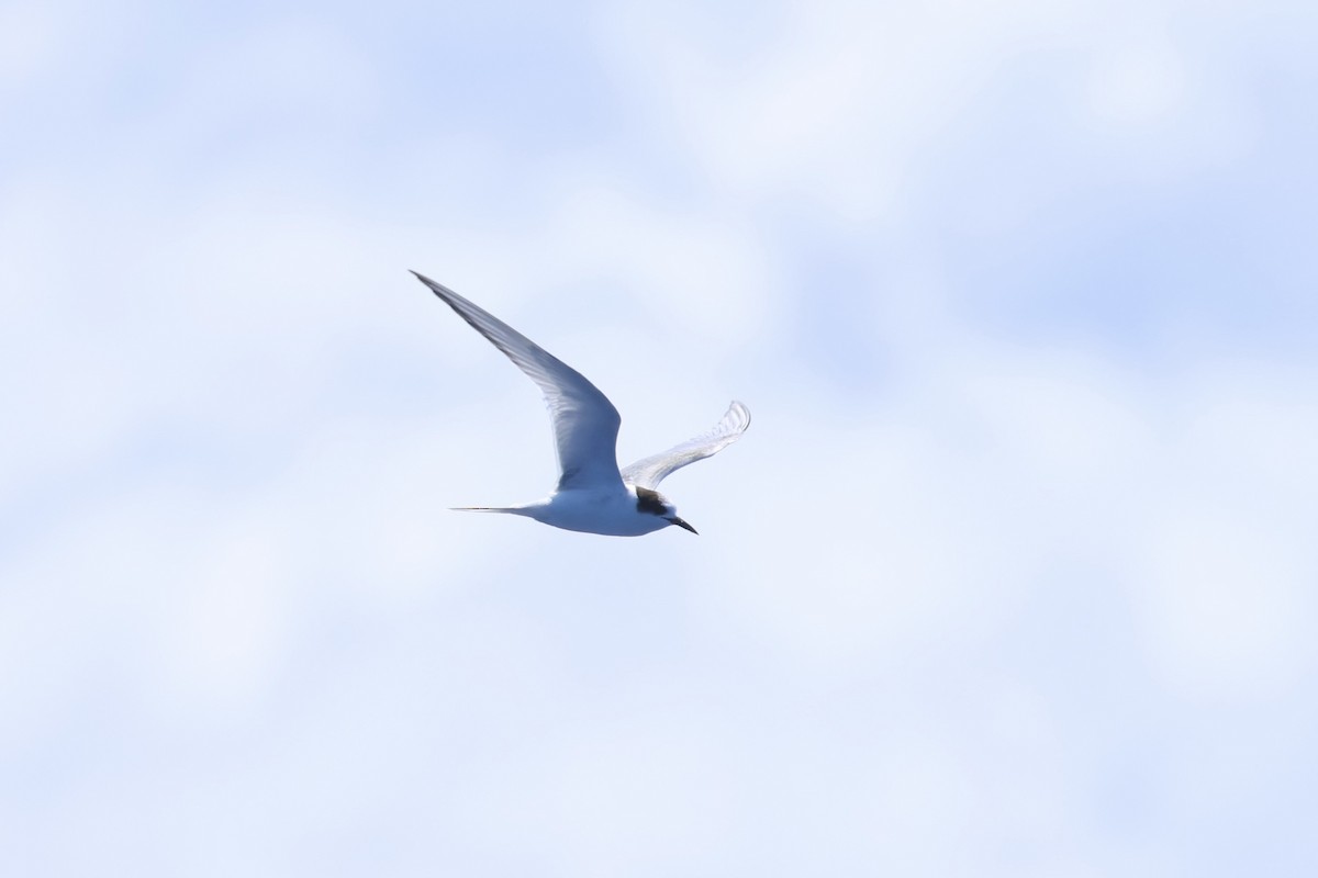 Arctic Tern - E R