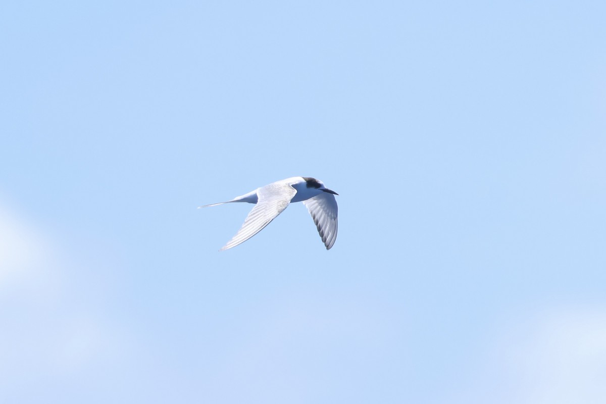 Arctic Tern - E R