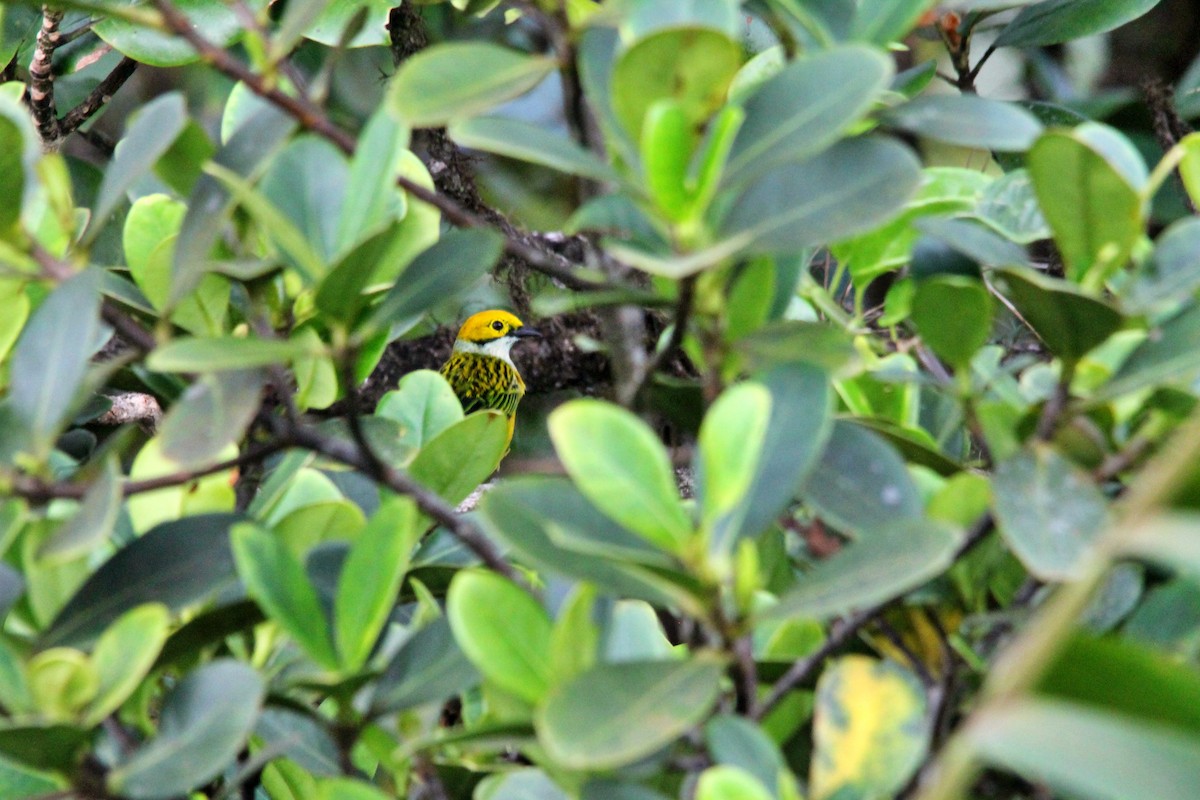 Silver-throated Tanager - ML619664947