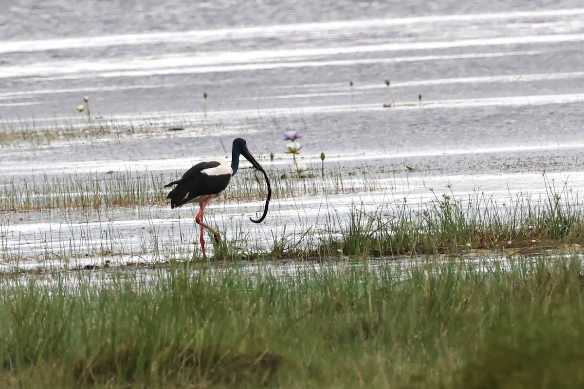 Black-necked Stork - Mark and Angela McCaffrey