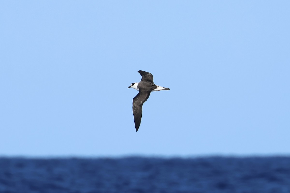 Black-capped Petrel - E R