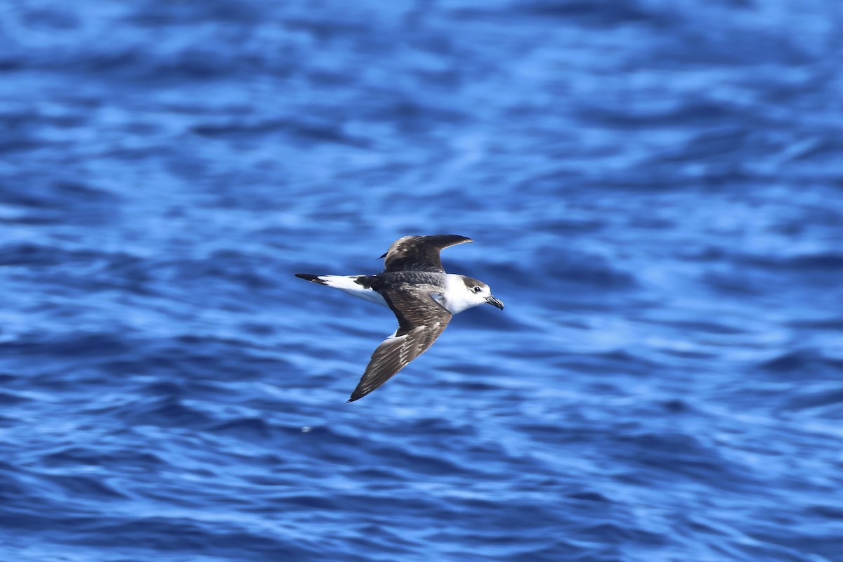 Black-capped Petrel - E R