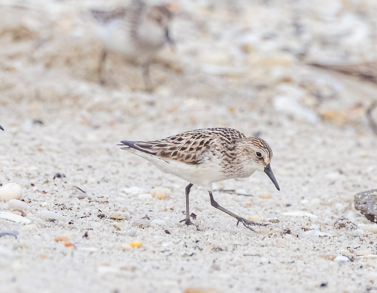 Semipalmated Sandpiper - ML619664958