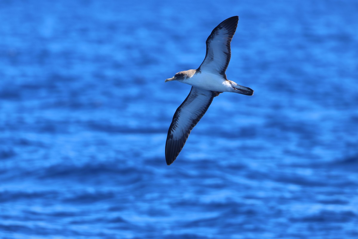 Cory's Shearwater (borealis) - E R