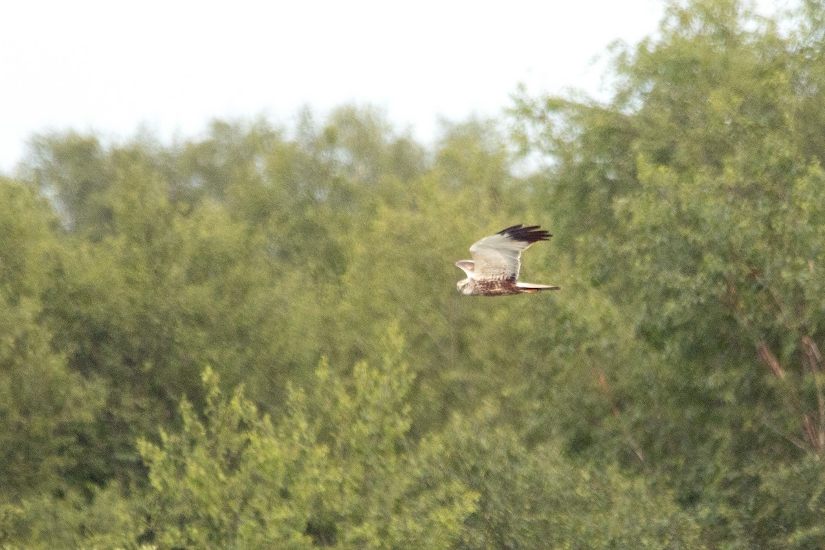 Western Marsh Harrier - Letty Roedolf Groenenboom