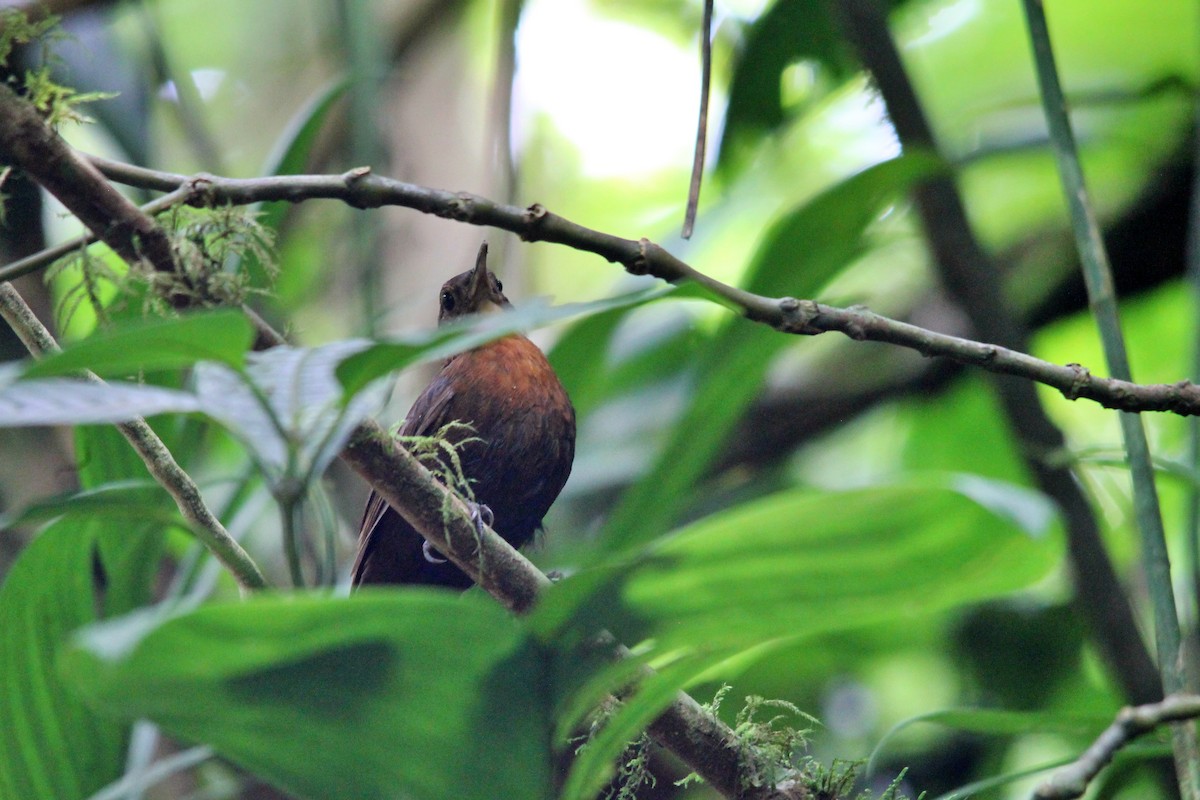 Middle American Leaftosser (Costa Rican) - Anonymous